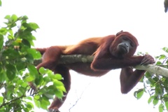 Alouatta seniculus