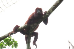 Alouatta seniculus