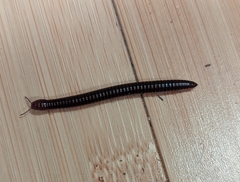 Cleidogona