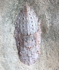 Ledromorpha planirostris