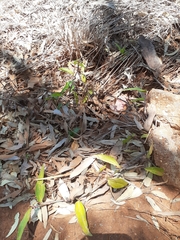 Tradescantia fluminensis