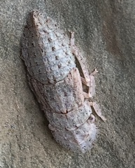 Ledromorpha planirostris