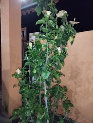 Hibiscus