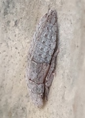 Ledromorpha planirostris