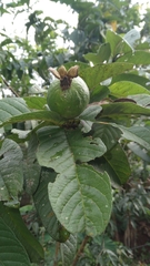 Psidium guineense