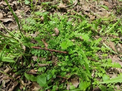 Leptinella filiformis
