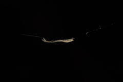 Miagrammopes orientalis