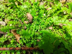 Leptinella filiformis