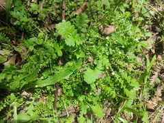 Leptinella filiformis