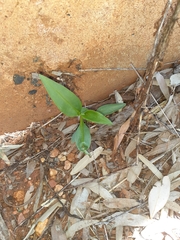 Tradescantia fluminensis