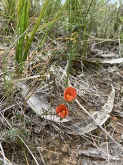 Gompholobium ecostatum
