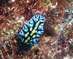 Phyllidia marindica