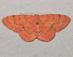 Semaeopus orbistigma
