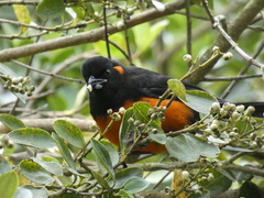 Anisognathus igniventris