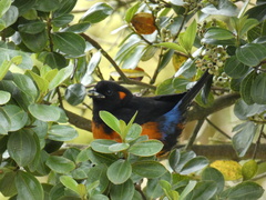 Anisognathus igniventris