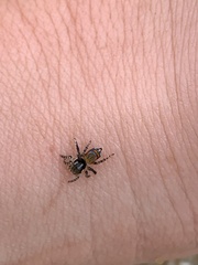 Maratus tasmanicus