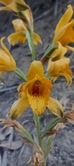 Chloraea gavilu