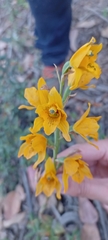 Chloraea gavilu
