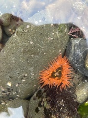 Anthopleura artemisia