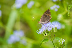Junonia stemosa