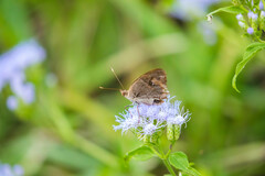 Junonia stemosa