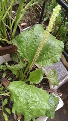Plantago major