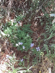 Heliotropium amplexicaule