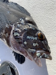 Hexagrammos decagrammus