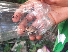 Hypopachus variolosus