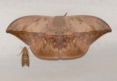 Oxytenis modestia