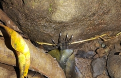 Ancylometes bogotensis