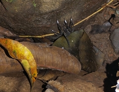 Ancylometes bogotensis