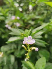 Duranta