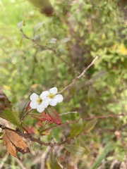 Spiraea thunbergii