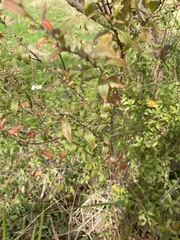 Spiraea thunbergii