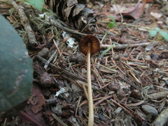 Conocybe