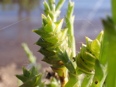 Tecticornia triandra