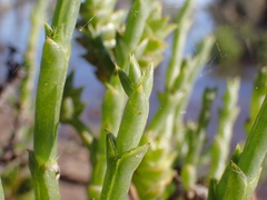 Tecticornia triandra