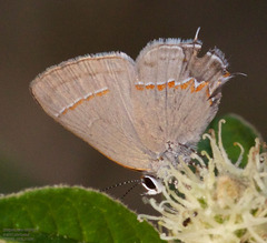 Electrostrymon hugon