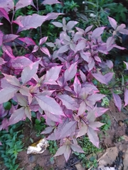 Alternanthera brasiliana