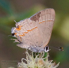 Electrostrymon hugon