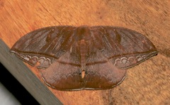 Oxytenis albilunulata