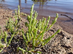 Tecticornia triandra
