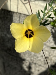 Turnera subulata