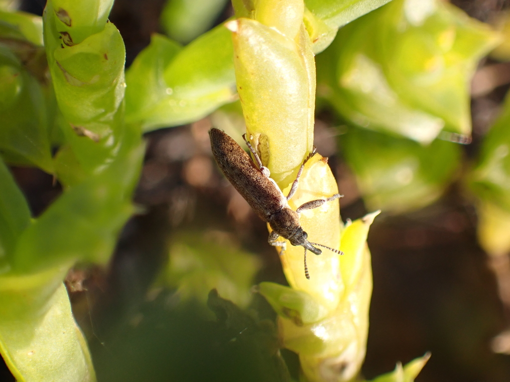 Rhinotia halmaturina