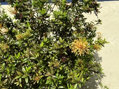 Ixora coccinea