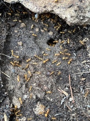 Camponotus festinatus