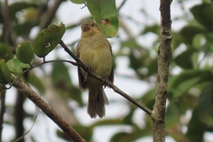 Sporophila corvina