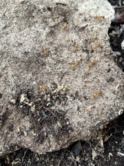 Camponotus festinatus