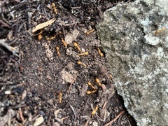 Camponotus festinatus